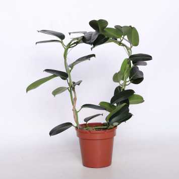 Stephanotis Floribunda (Stefanotis Bukietowy)