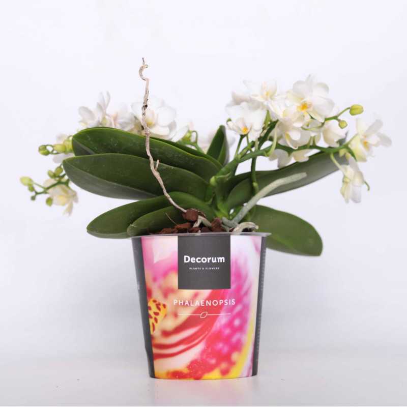 Phalaenopsis aphrodite
