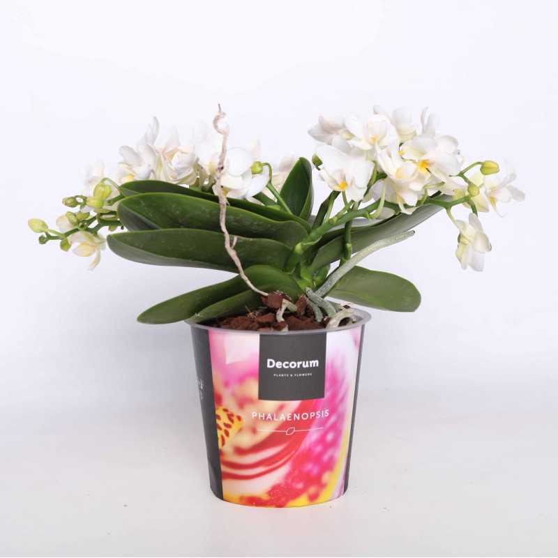 Phalaenopsis aphrodite