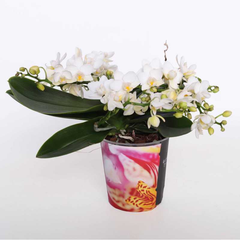 Phalaenopsis aphrodite