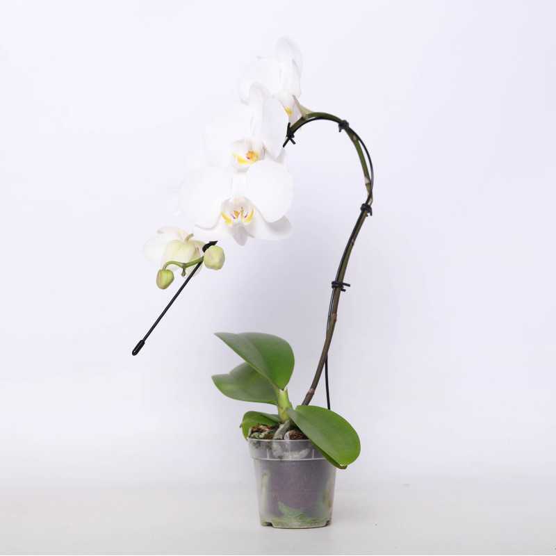 Phalaenopsis amabilis