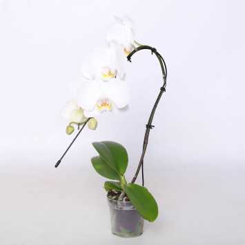 Phalaenopsis amabilis