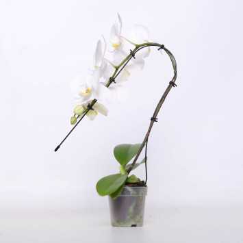 Phalaenopsis amabilis