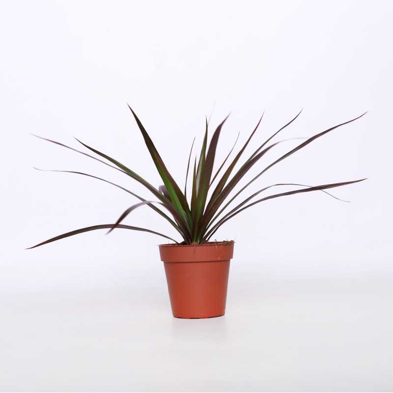Dracena Mariagata - śr. donicy: 9 cm