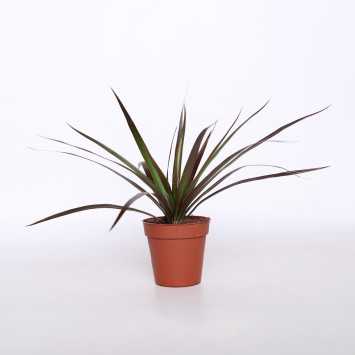 Dracena Mariagata - śr. donicy: 9 cm