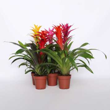 Bromelia MIX kolorów - śr. donicy: 12 cm