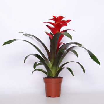 Bromelia MIX kolorów - śr. donicy: 12 cm