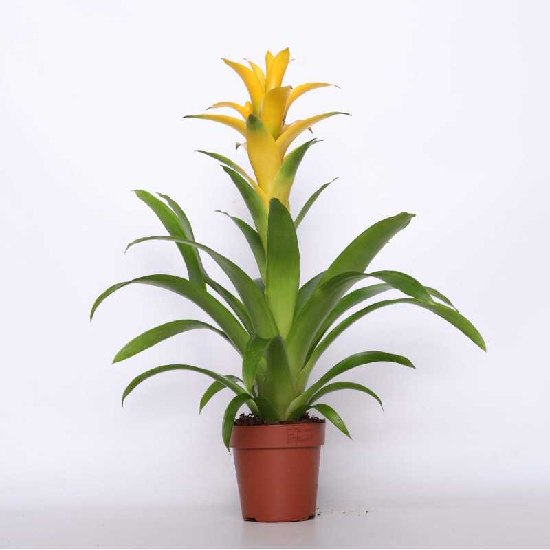 Bromelia MIX kolorów - śr. donicy: 12 cm