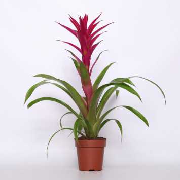 Bromelia MIX kolorów - śr. donicy: 12 cm