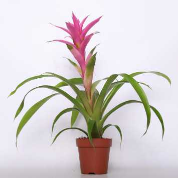 Bromelia MIX kolorów - śr. donicy: 12 cm