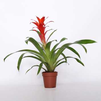 Bromelia MIX kolorów - śr. donicy: 12 cm