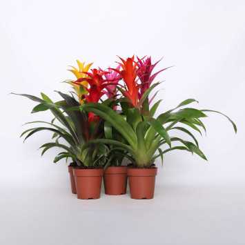 Bromelia MIX kolorów - śr. donicy: 12 cm