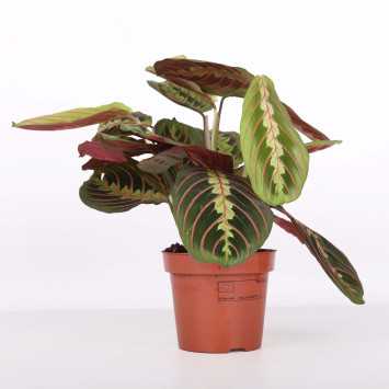 Maranta leuconeura - śr.donicy: 12 [cm] 