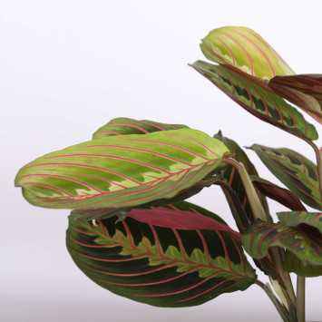 Maranta leuconeura - śr.donicy: 12 [cm] 