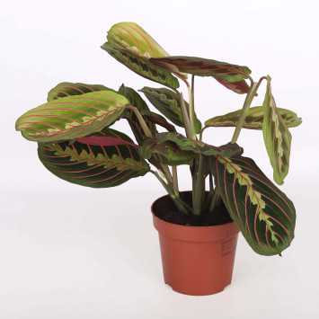 Maranta leuconeura - śr.donicy: 12 [cm] 