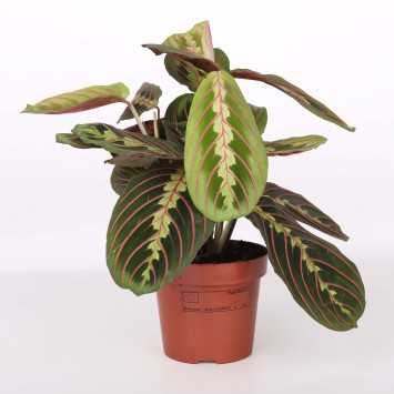 Maranta leuconeura - śr.donicy: 12 [cm] 