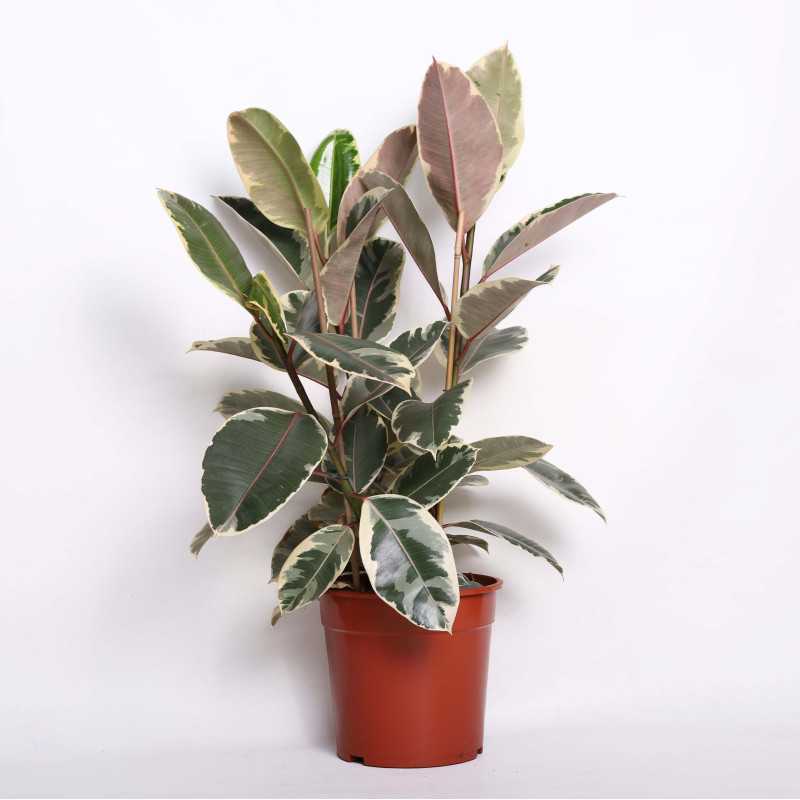 Fikus sprężysty (Ficus elastica)