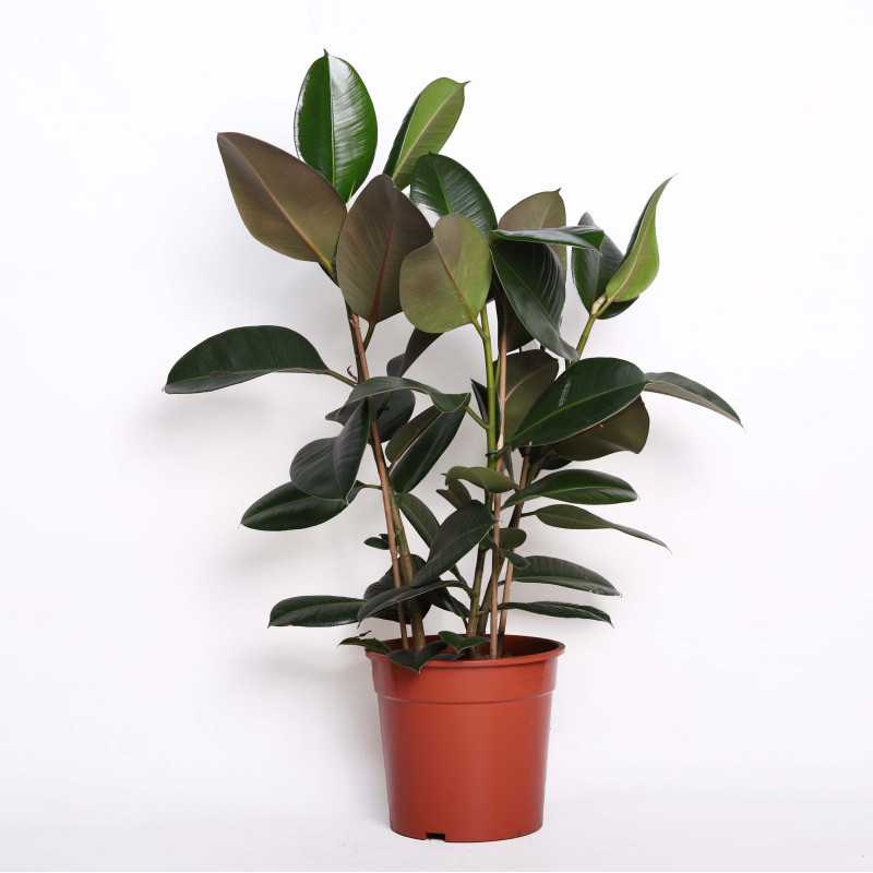 Fikus sprężysty (Ficus elastica)