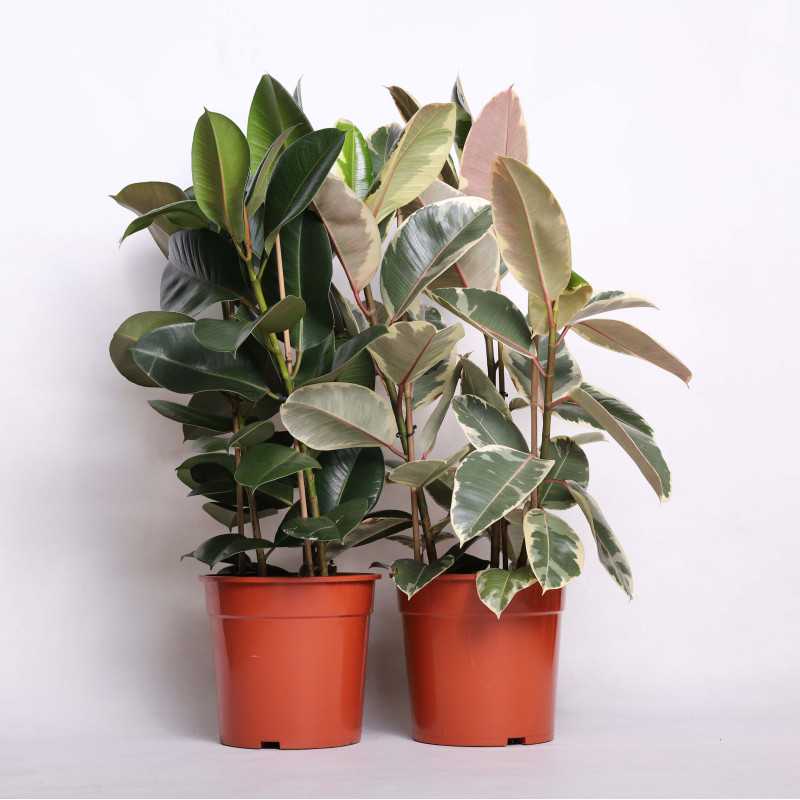 Fikus sprężysty (Ficus elastica)
