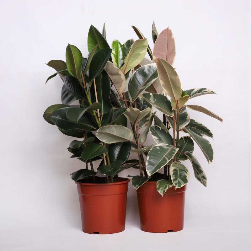 Fikus sprężysty (Ficus elastica)