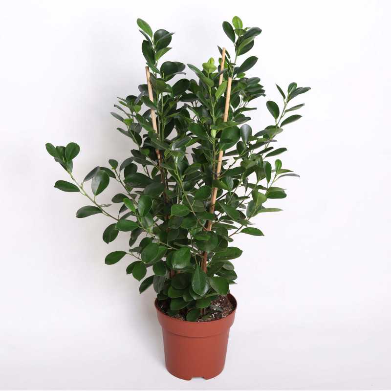 Ficus moclame - śr. donicy: 24 [cm]