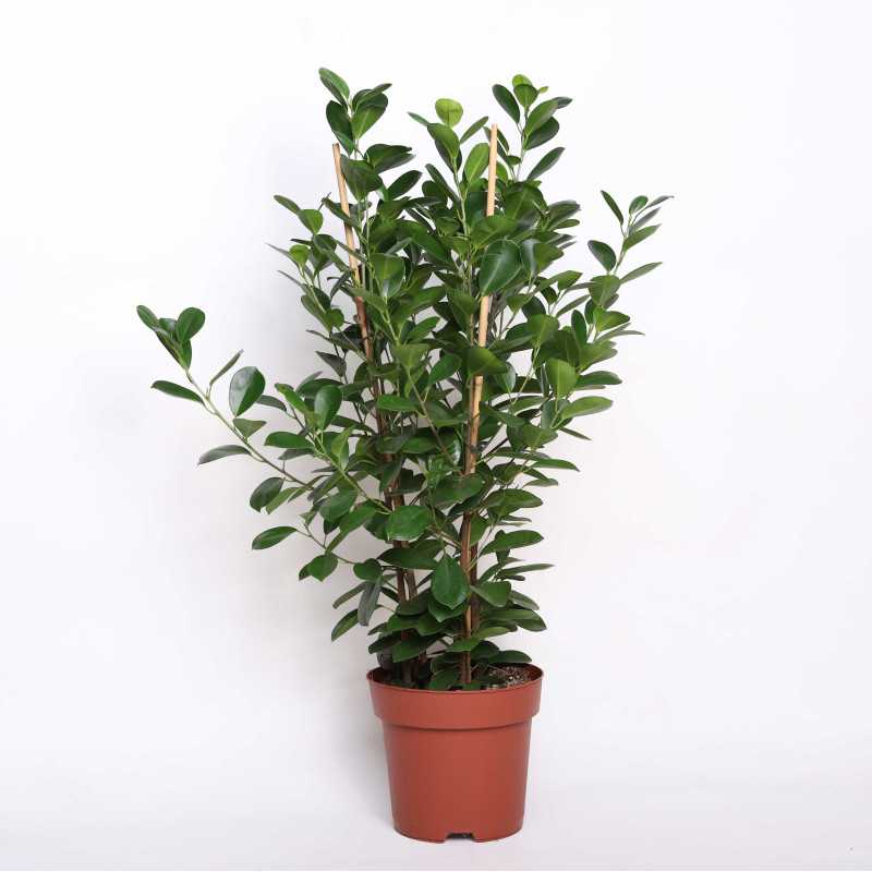 Ficus moclame - śr. donicy: 24 [cm]