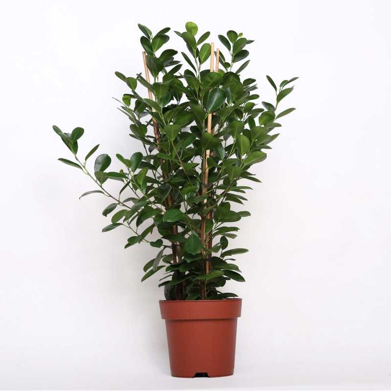 Ficus moclame - śr. donicy: 24 [cm]