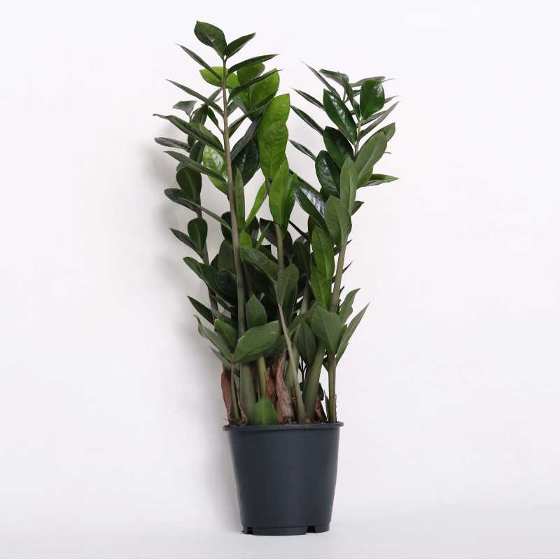 Zamioculcas Zamiifolia (zamiokulkas zamiolistny) 45 cm