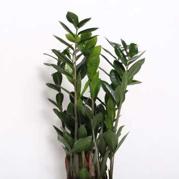 Zamioculcas Zamiifolia (zamiokulkas zamiolistny) 45 cm