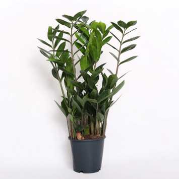 Zamioculcas Zamiifolia (zamiokulkas zamiolistny) 45 cm