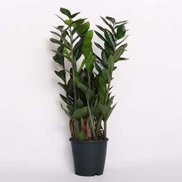 Zamioculcas Zamiifolia (zamiokulkas zamiolistny) 45 cm