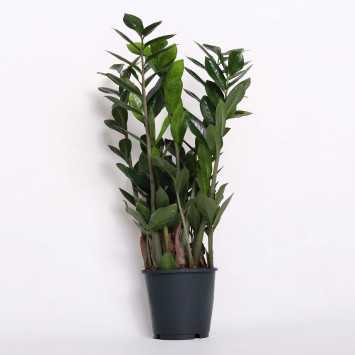 Zamioculcas Zamiifolia (zamiokulkas zamiolistny) 45 cm