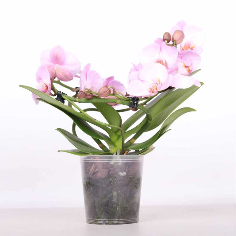 Phalaenopsis aphrodite