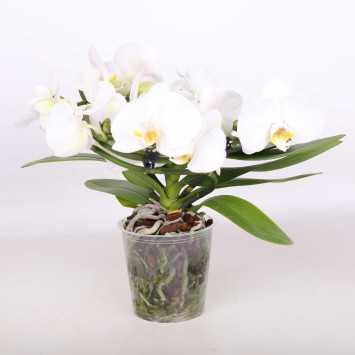 Phalaenopsis aphrodite
