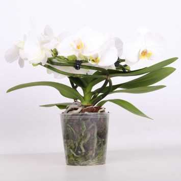 Phalaenopsis aphrodite