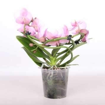 Phalaenopsis aphrodite
