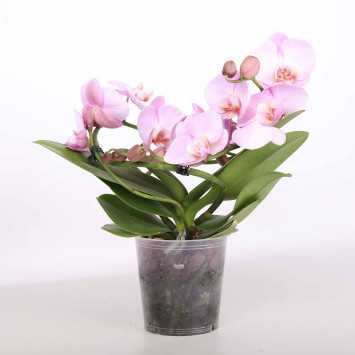 Phalaenopsis aphrodite