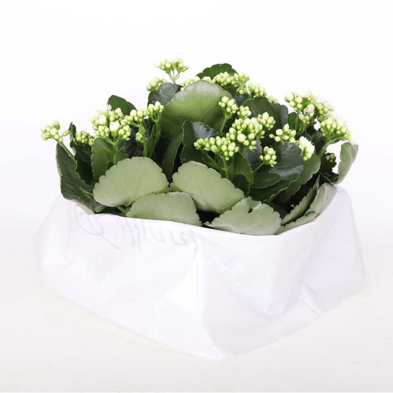 Kalanchoe blossfeldiana (Żyworódka) MIX - 23 cm Kalanchoe blossfeldiana (Żyworódka) MIX - 23 cm