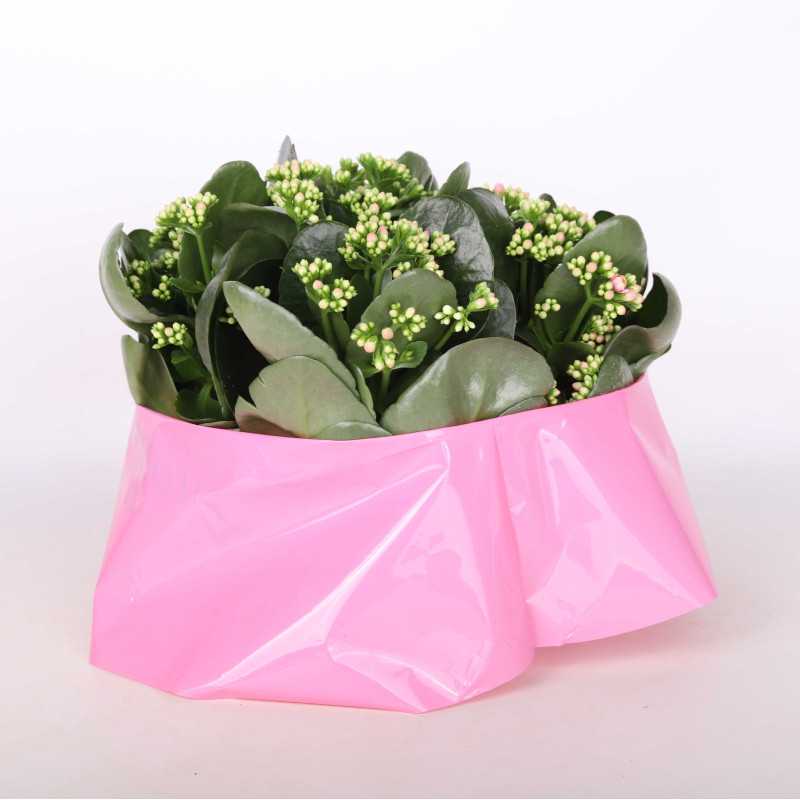 Kalanchoe blossfeldiana (Żyworódka) MIX - 23 cm Kalanchoe blossfeldiana (Żyworódka) MIX - 23 cm