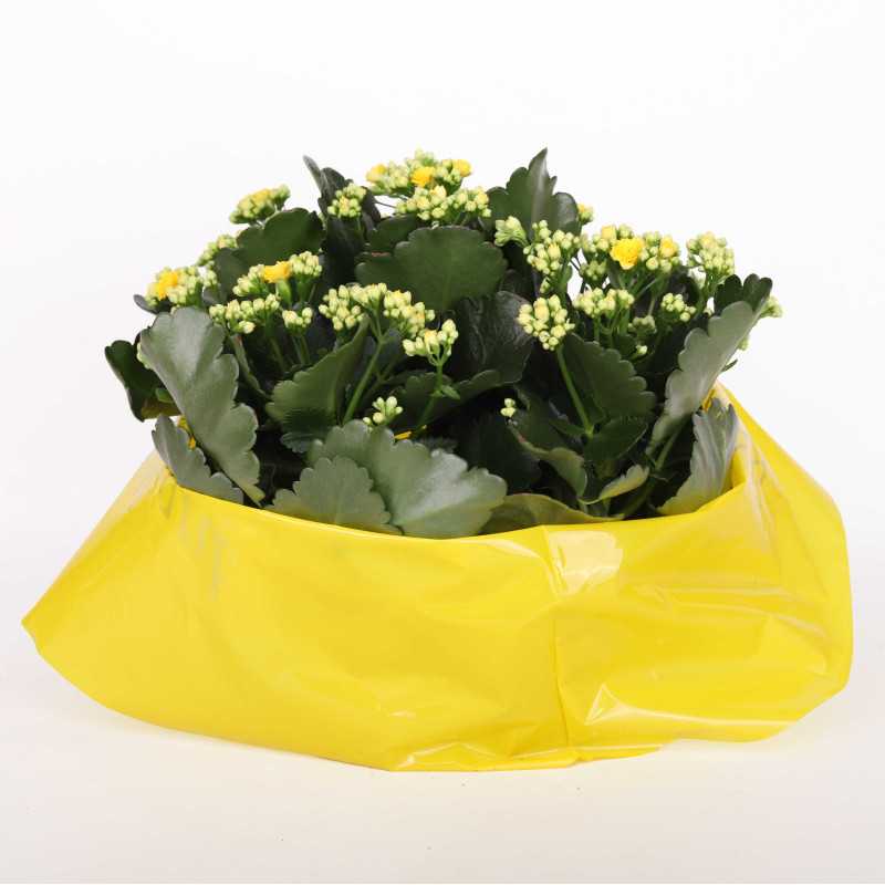 Kalanchoe blossfeldiana (Żyworódka) MIX - 23 cm Kalanchoe blossfeldiana (Żyworódka) MIX - 23 cm