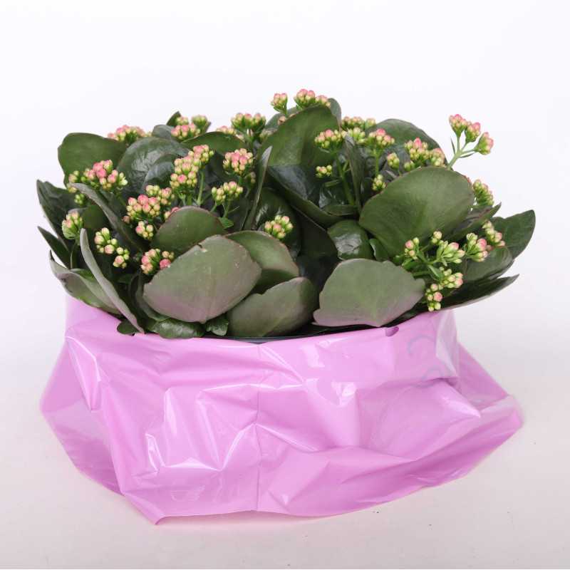 Kalanchoe blossfeldiana (Żyworódka) MIX - 23 cm Kalanchoe blossfeldiana (Żyworódka) MIX - 23 cm