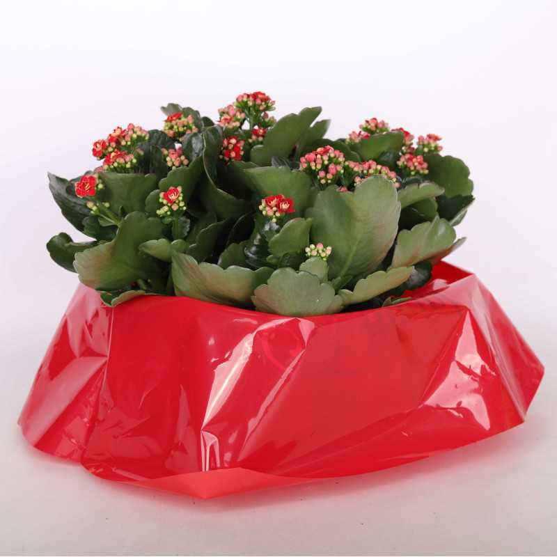 Kalanchoe blossfeldiana (Żyworódka) MIX - 23 cm Kalanchoe blossfeldiana (Żyworódka) MIX - 23 cm