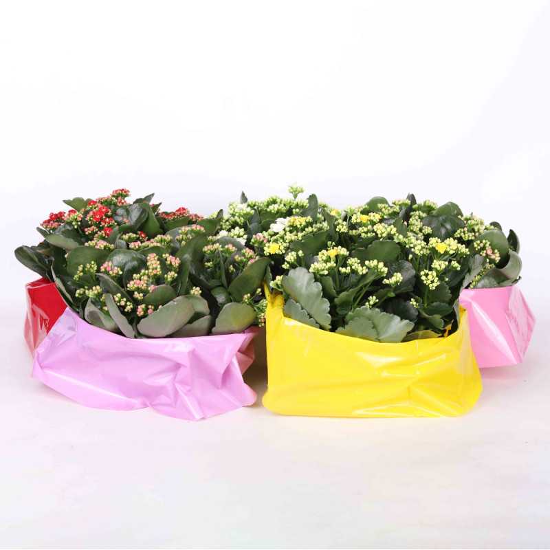 Kalanchoe blossfeldiana (Żyworódka) MIX - 23 cm Kalanchoe blossfeldiana (Żyworódka) MIX - 23 cm