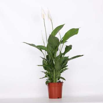 Skrzydłokwiat (Spathiphyllum) - śr. donicy: 17 cm