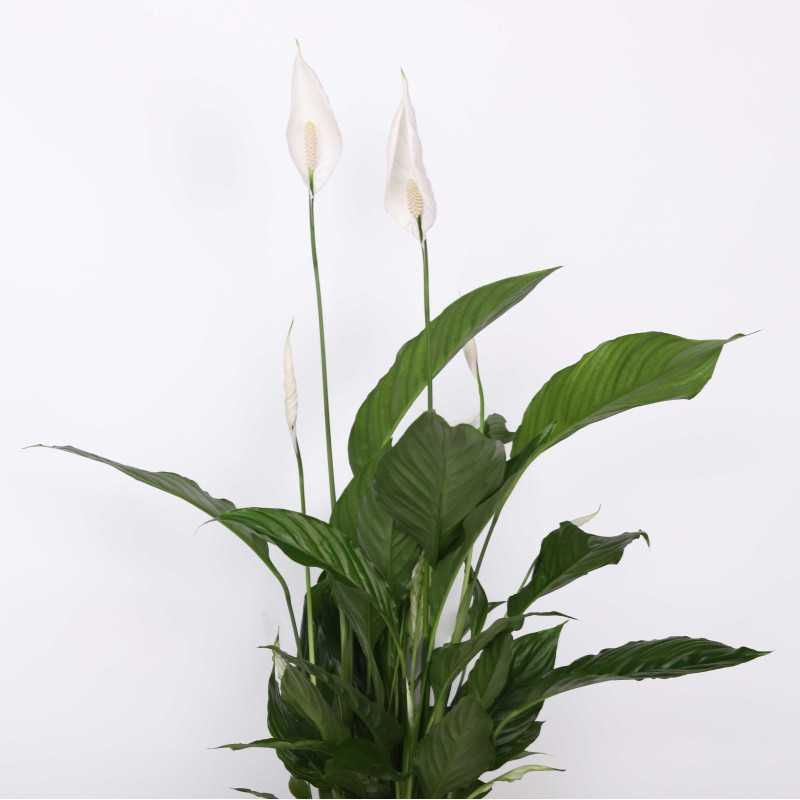 Skrzydłokwiat (Spathiphyllum) - śr. donicy: 17 cm