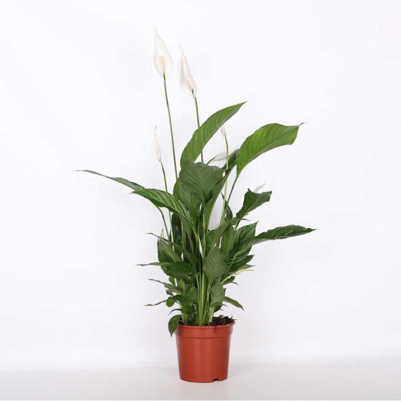 Skrzydłokwiat (Spathiphyllum) - śr. donicy: 17 cm