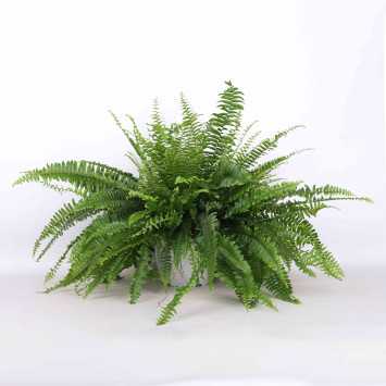 Nepholepsis