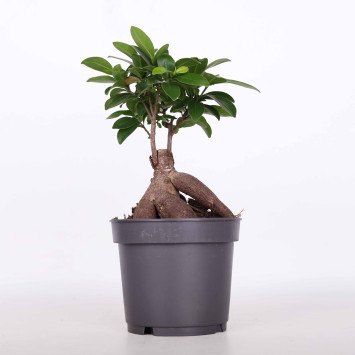 Ficus Bonsai (fikus tępy) - 12 cm