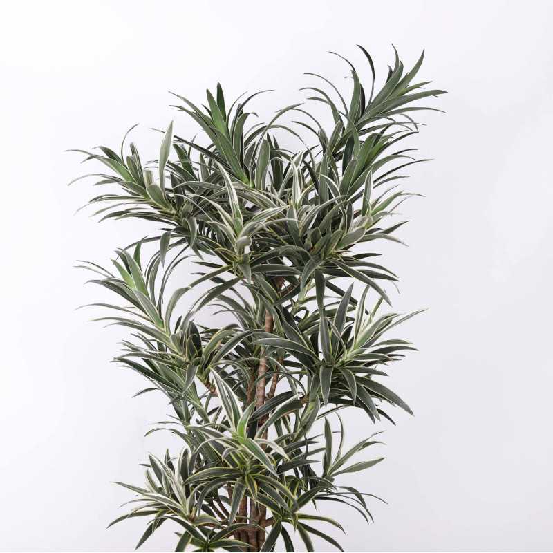 Dracena odwrócona (Song of India) Dracena odwrócona (Song of India)