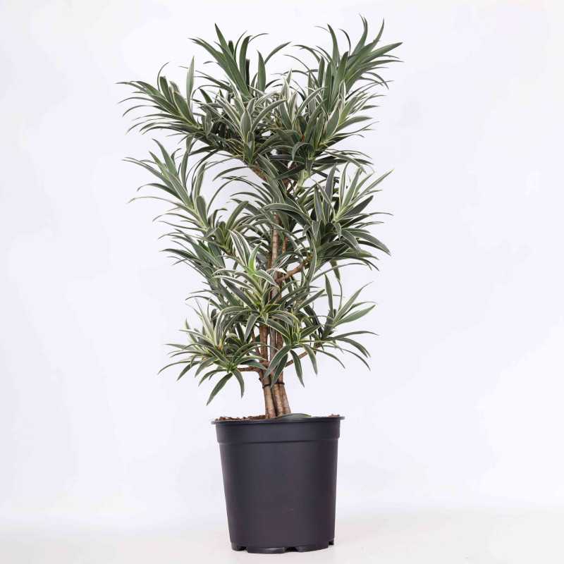 Dracena odwrócona (Song of India) Dracena odwrócona (Song of India)